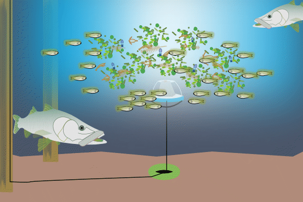 LED underwater fish lights LED underwater fish lights